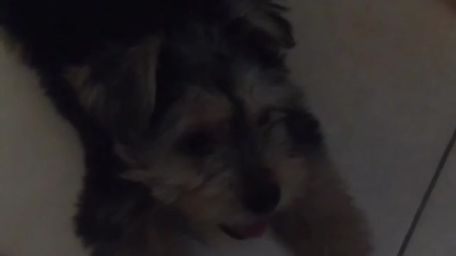 my baby dog ​​crying