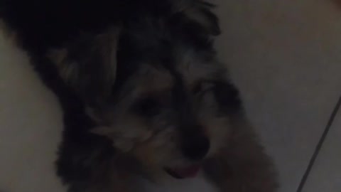 my baby dog ​​crying