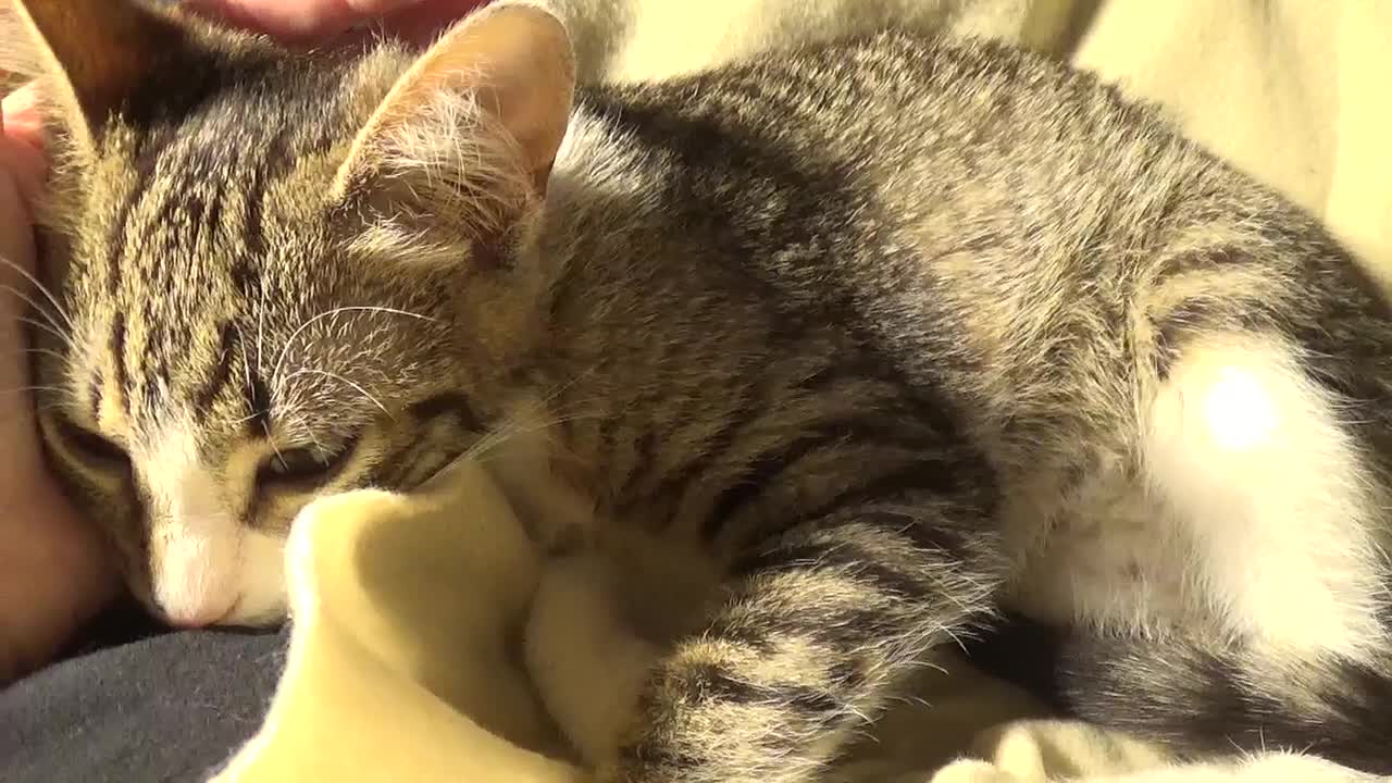 Small Cat Sleeps on His Nose and Makes Biscuits