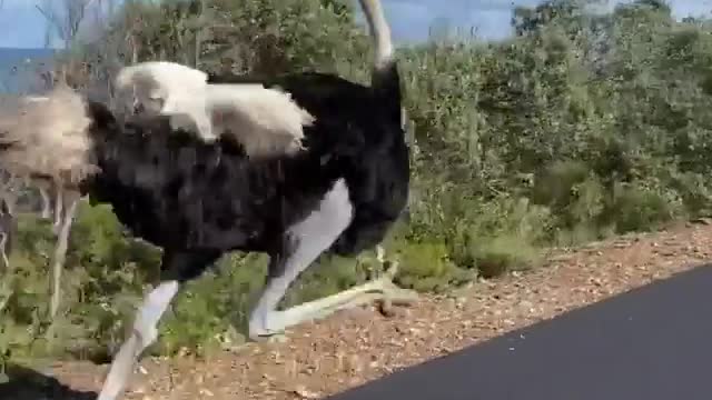 Cycling with Cute animal