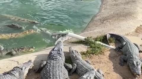 Cruel Farmer Feeds Live Chicken To Crocodiles