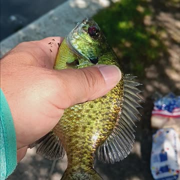 Bluegill kissena
