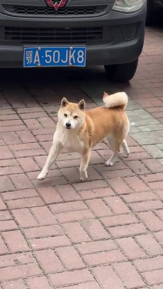 I entertain for treats please 😍😍