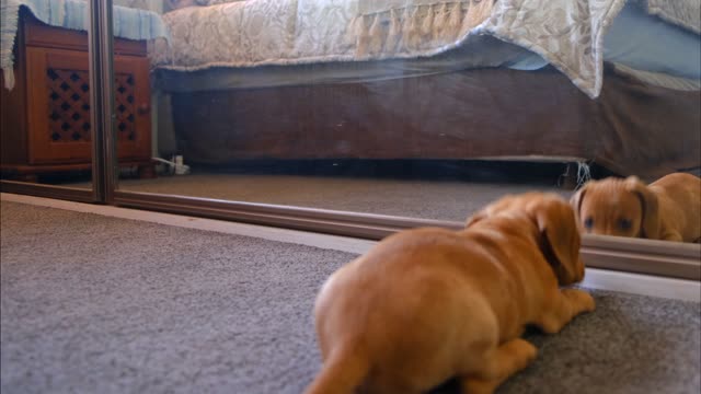 Puppy playing front of Mirror