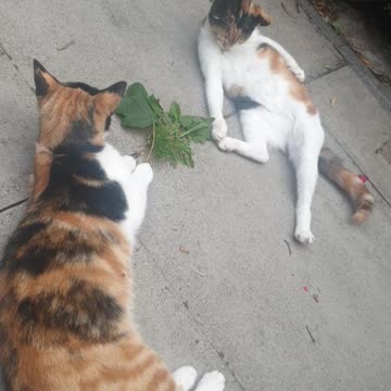 My Cat Jealous of Other Pregnant Cat and hit HER Randomly!