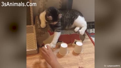 Cats Will Make You Laugh till you fall down