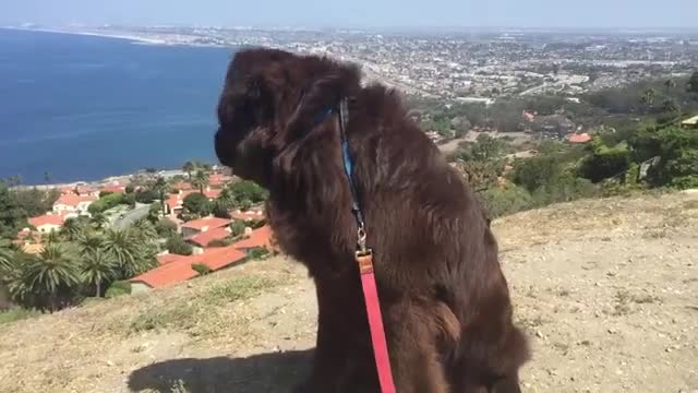 Cachorro de Terranova alucinado ante impactante vista