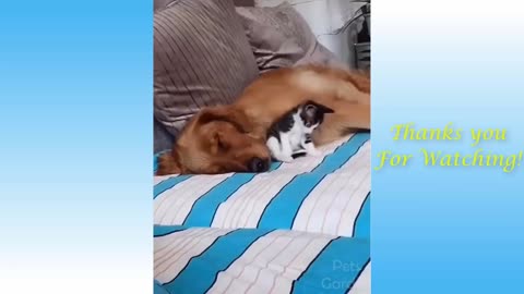 Cute Cats And Funny Dogs Videos Compilation