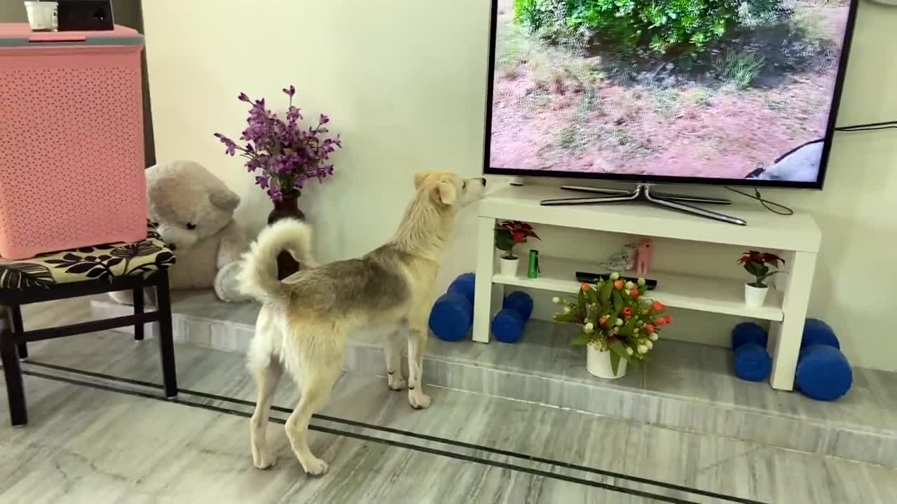 Puppies Cute Reaction ToTheir Own Video On TV