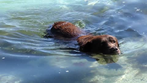 Cute dog in water // cute dog in water