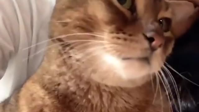 6.Cats and dogs _ cats meowing _ cats funny videos #shorts