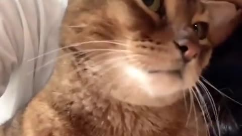 6.Cats and dogs _ cats meowing _ cats funny videos #shorts