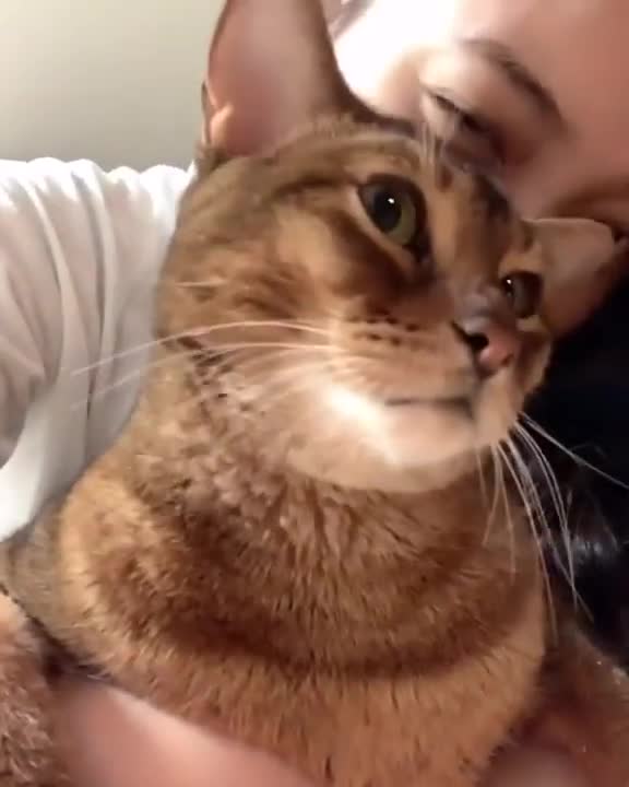 6.Cats and dogs _ cats meowing _ cats funny videos #shorts