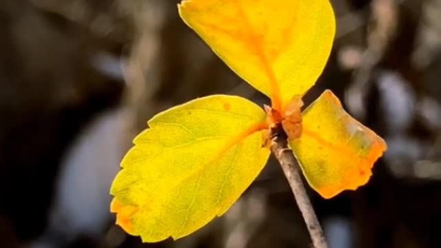 Yellow leaves