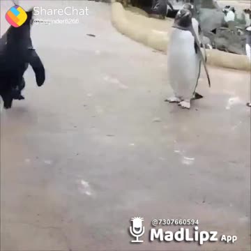 Funny Animals & Cute Pets , Naughty Animals and Pets !! Funny Penguin