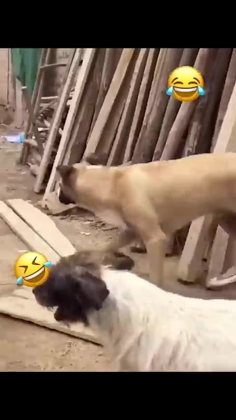 Funny Animal Videos Of The Day 0038! 😂😂 #fyp #memes #memedaily #dankmemes