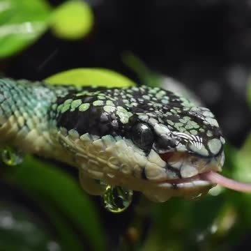 A mesmerizing sight with a snake