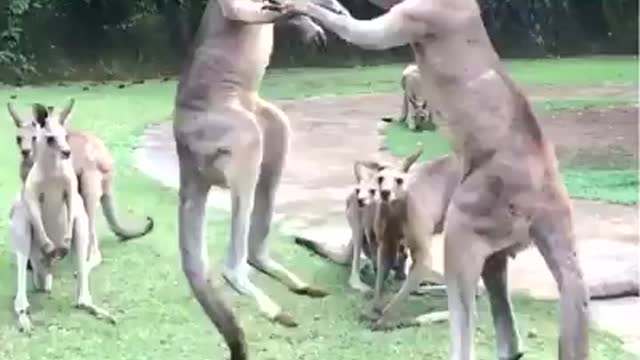 kingroo fight