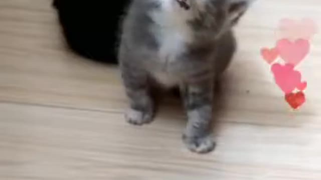 so many cute kittens compilation