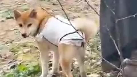 Funny animal video