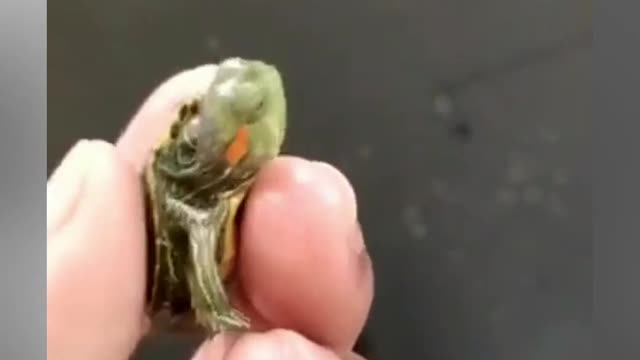 Have you ever seen turtle of three heads?