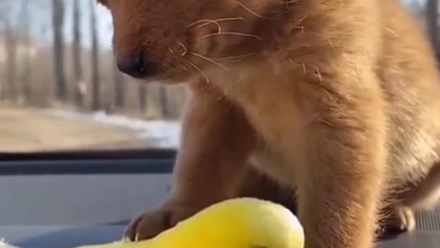 The Only Cat and parrot friendship Video You Need to Watch