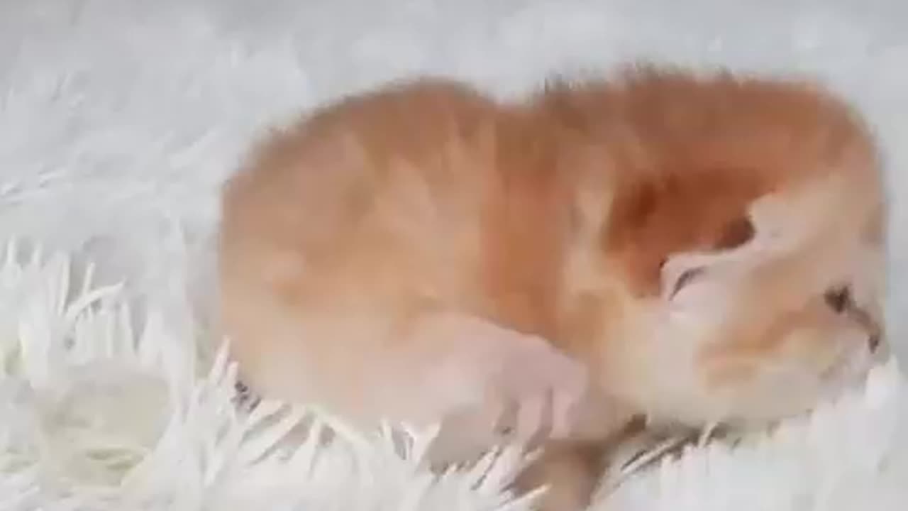 Cute Kitten Meowing so cutely