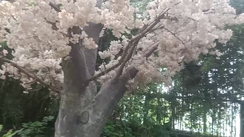 The flowers on this tree are so pretty