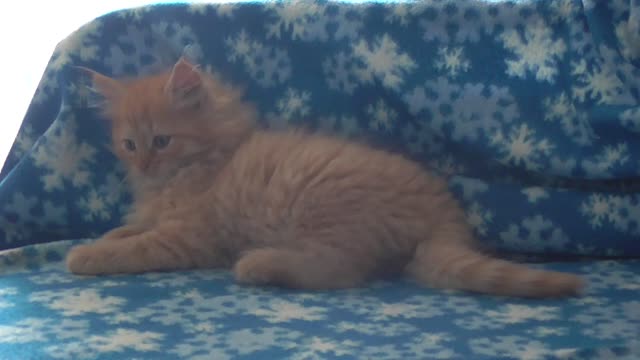 My kitten Alyoshenka. Siberian, thoroughbred.