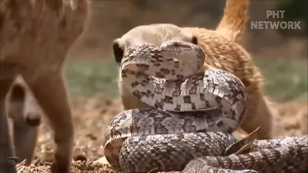 Cobra