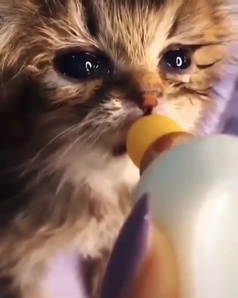 Kitten sucking from the bottle