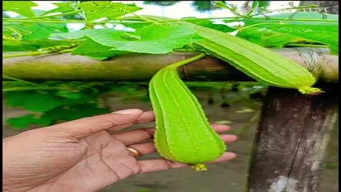 Fresh vegetables of my garden