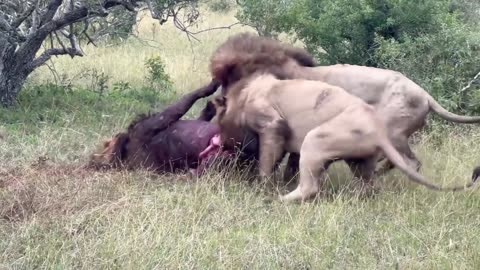 Shocking Cannibalism in the Wild 🦁😱🍽️
