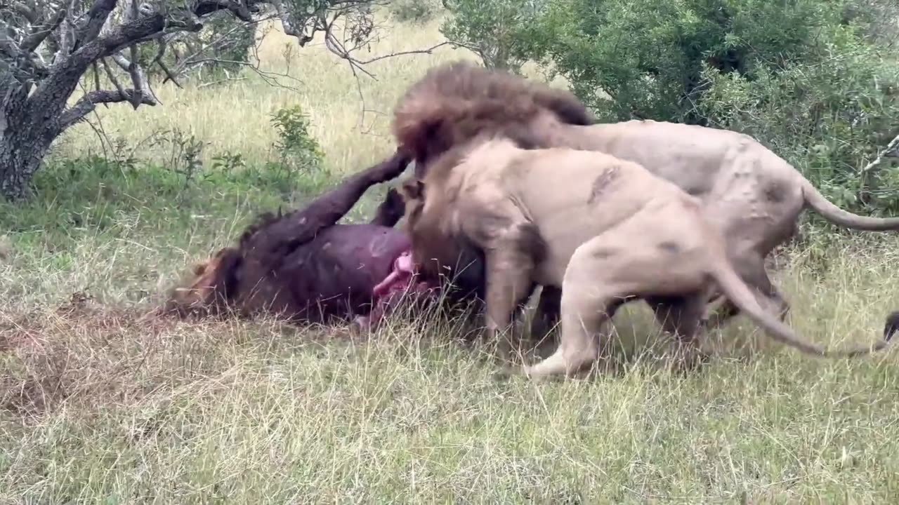 Shocking Cannibalism in the Wild 🦁😱🍽️