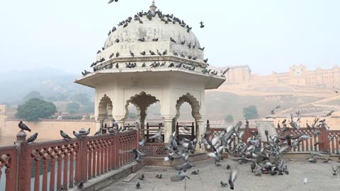 A Flock of Pigeons at a Gazebo in Amer Fort