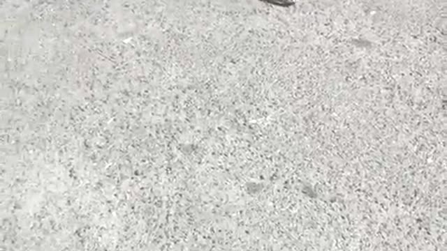 Cat versus snake. A brave cat is not afraid of a snake. Fight with a snake