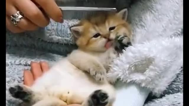funny and cute little cat