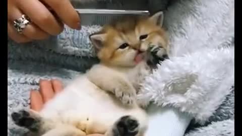 funny and cute little cat