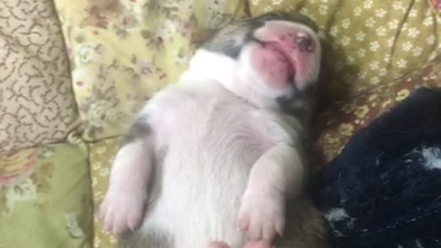 This is a young puppy sleeping 2