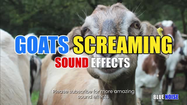 Goat screaming sound effec