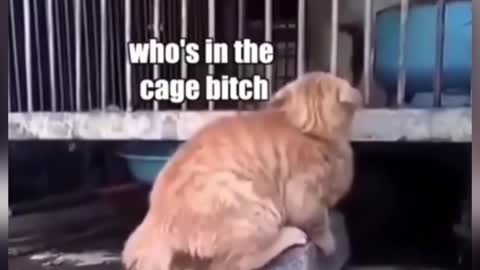 Funny cat videos