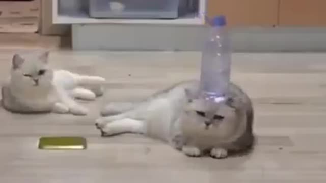 New funny cat video 2021