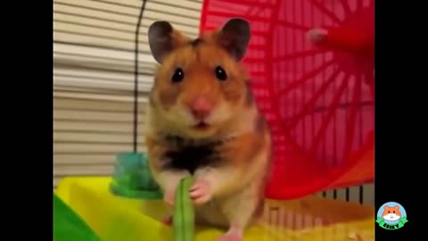 Cute Hamster Eating Failed LOL