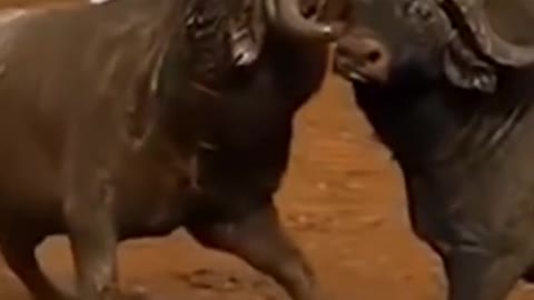 Buffalo Fight Video