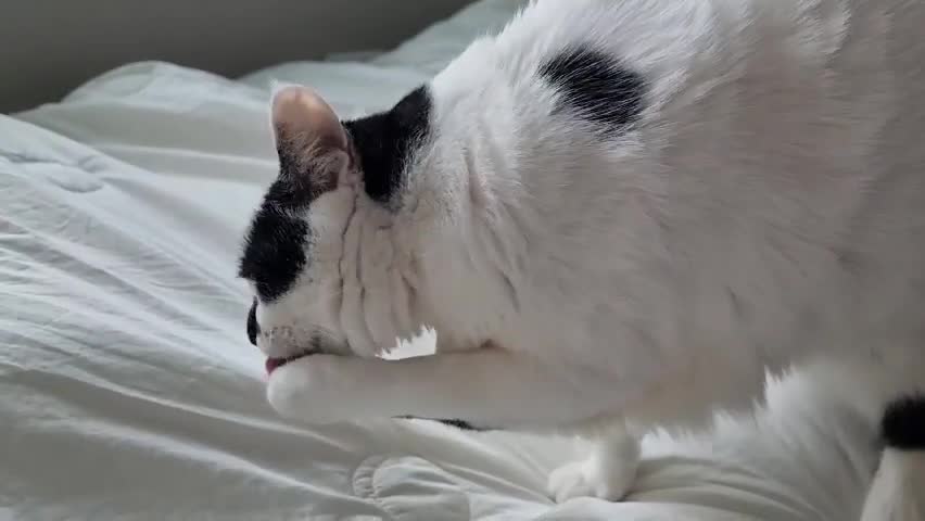 My cat looks like a dog