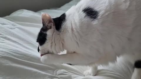 My cat looks like a dog