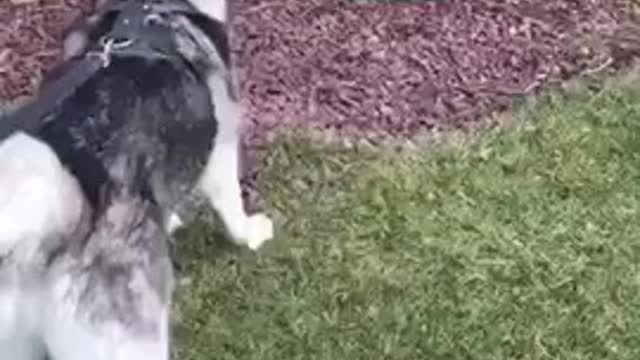 Husky asustado frente a una inofensiva estatua de un ciervo