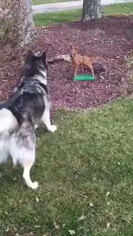 Husky asustado frente a una inofensiva estatua de un ciervo