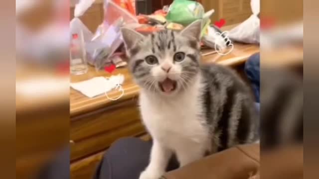 Cat playing Super videos