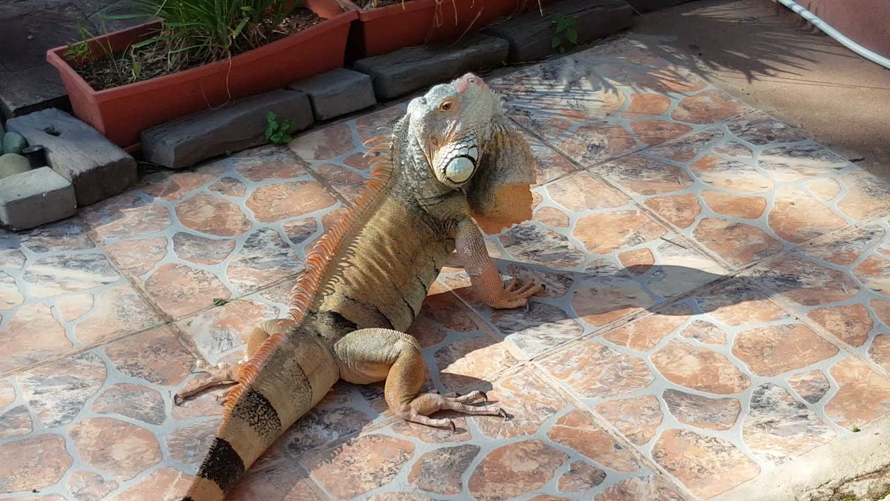 Playing Tag With A Green Iguana!